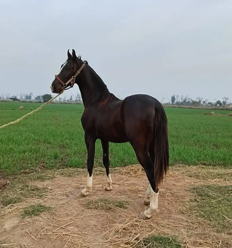 Horse For Sale — photo 2
