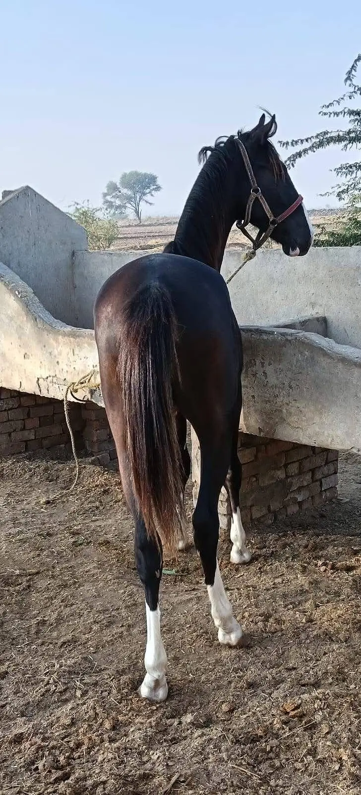 Horse For Sale — photo 3
