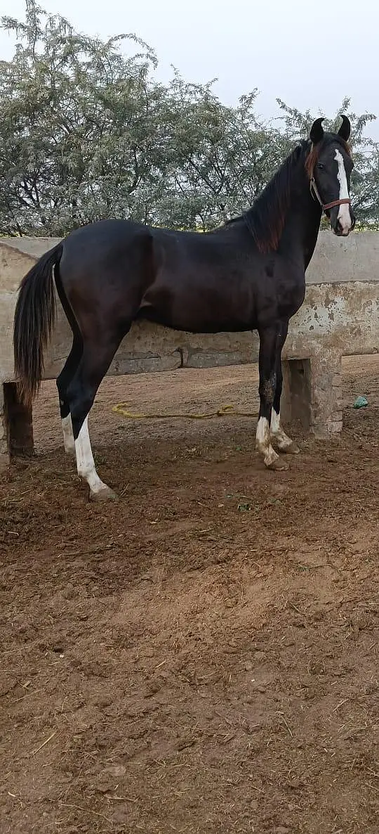 Horse For Sale — photo 4