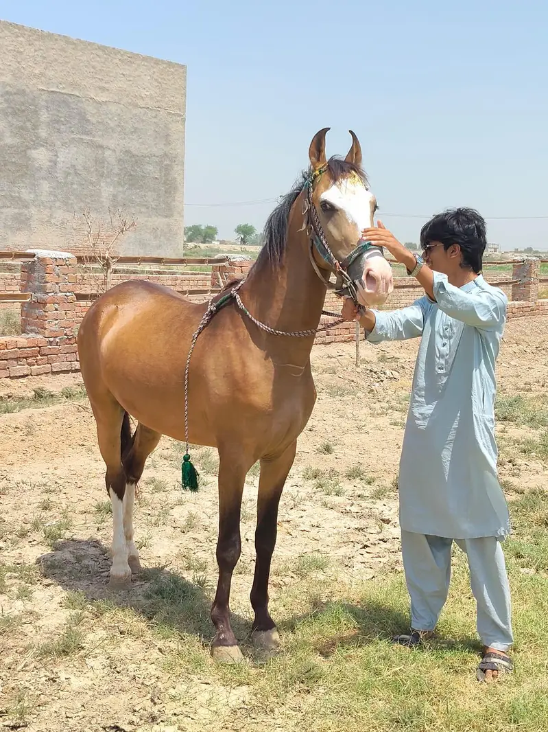 vachera for Sale Height 58 inch