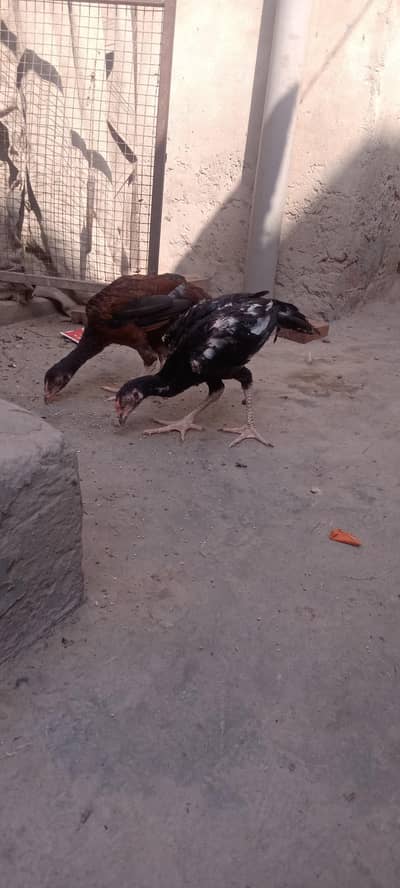 mianwali aseel breed 03168549364