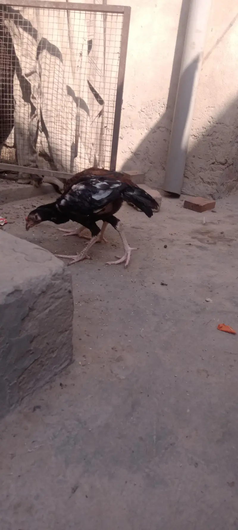 mianwali aseel breed 03168549364 — photo 2
