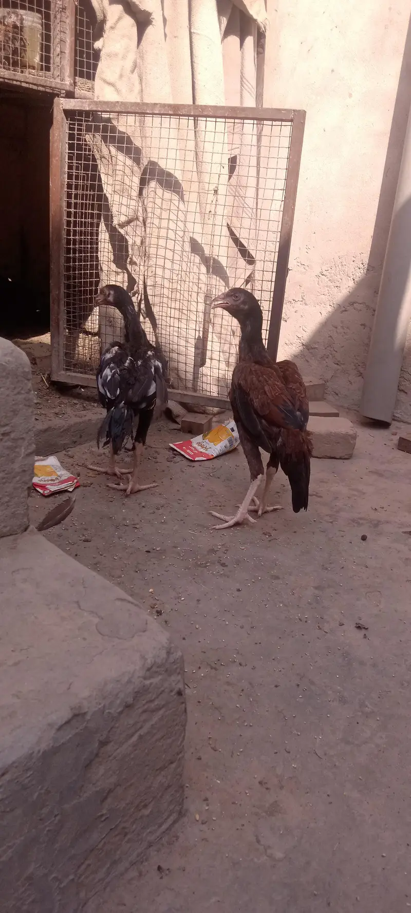 mianwali aseel breed 03168549364 — photo 3