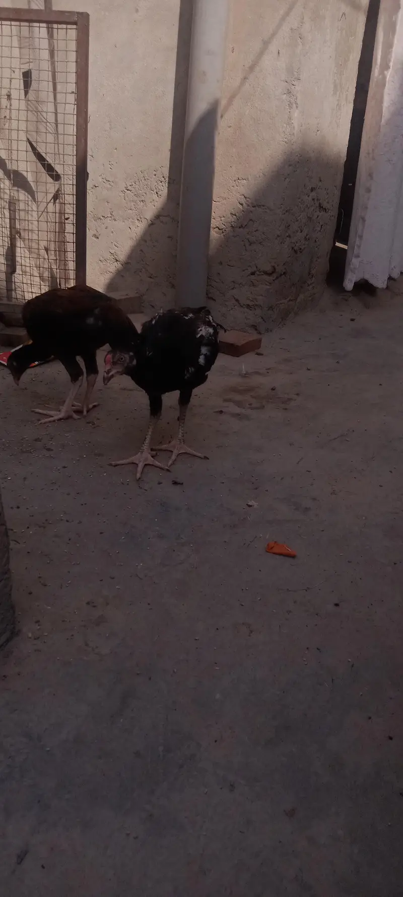 mianwali aseel breed 03168549364 — photo 4