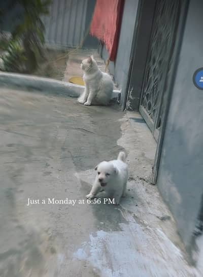 indian splitz dog  gender not confirmed maybe male or female