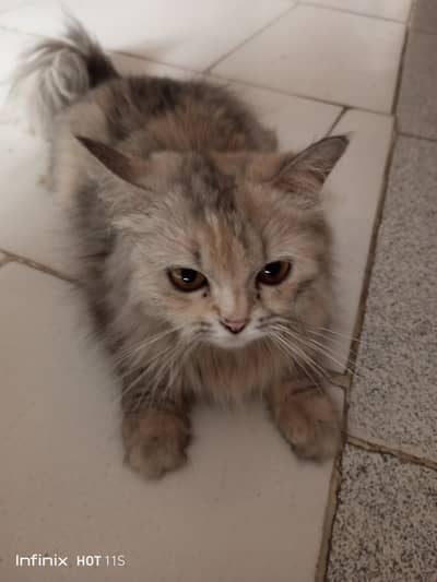 Persian cat