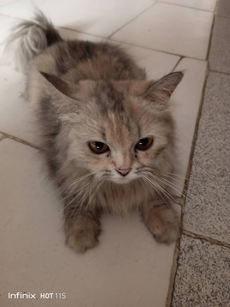 Persian cat 0