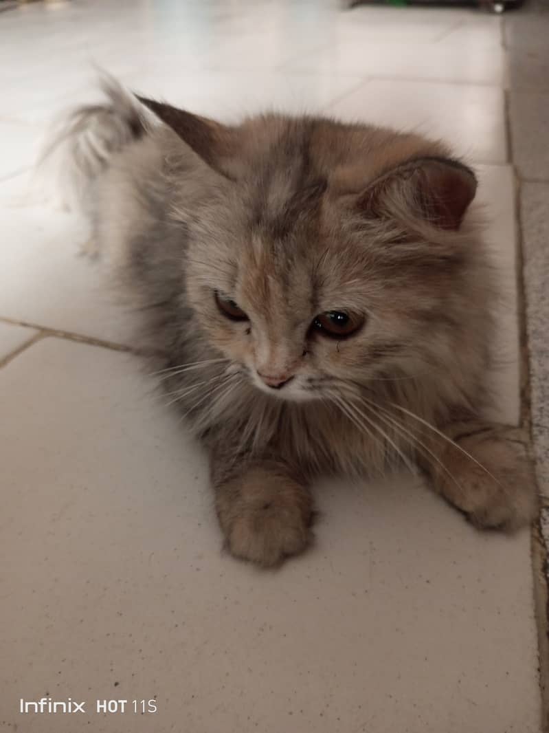 Persian cat 1