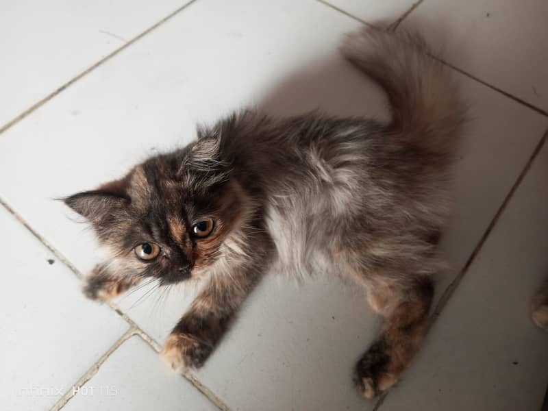 Persian cat 2