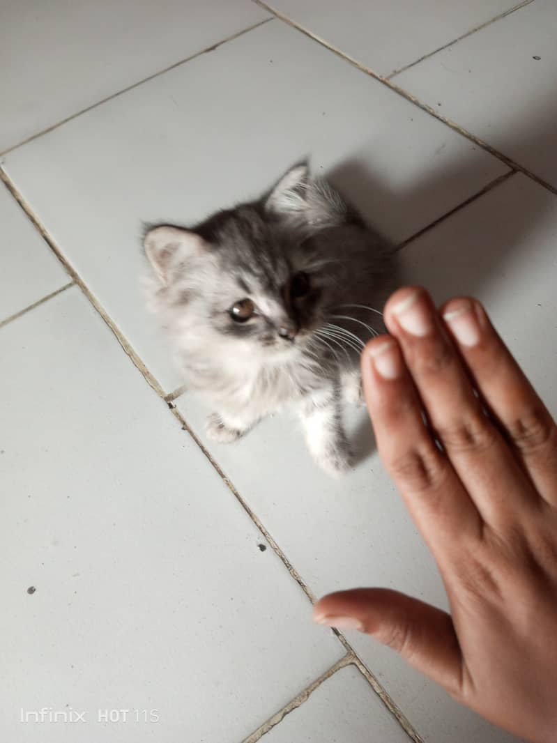 Persian cat 3