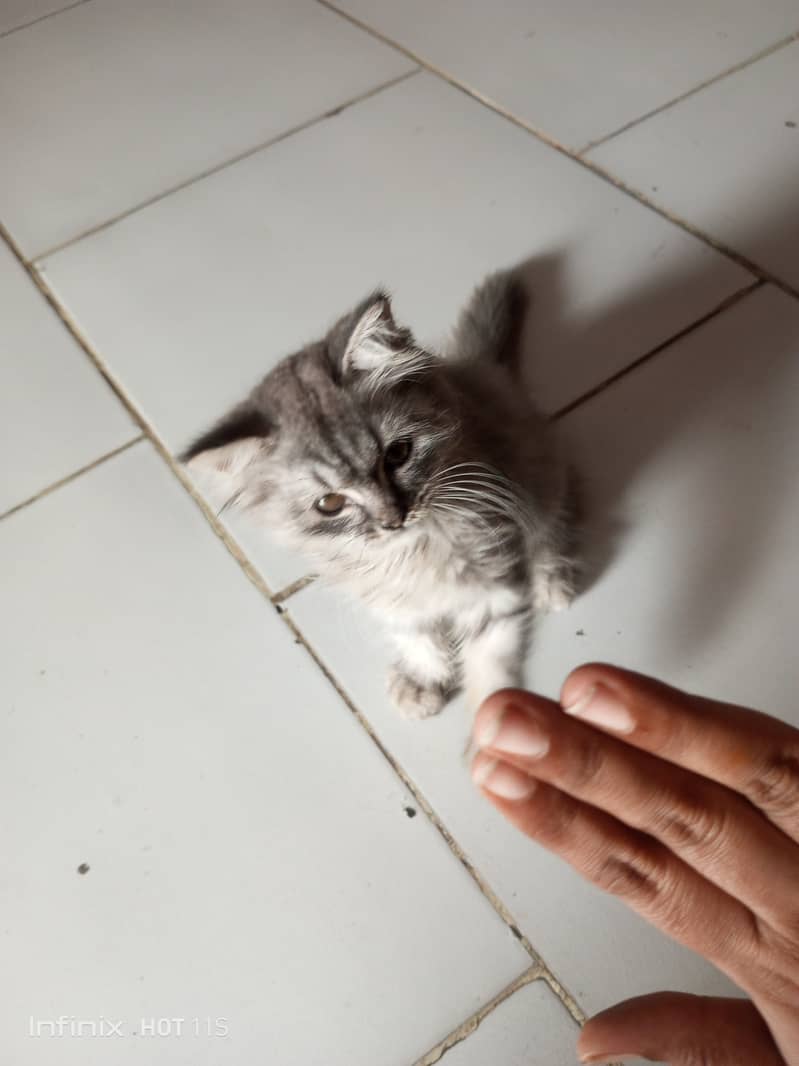 Persian cat 4