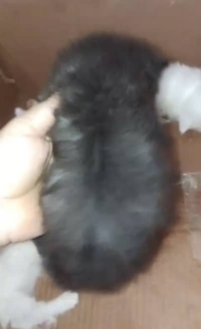 Black beauty cat male for sale