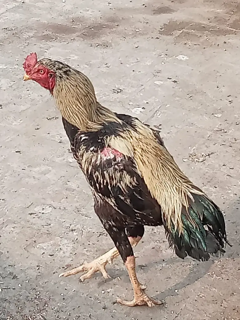 Pure Aseel Breeder Males - Sindhi Java & Mianwali Heera (2 Years) — photo 5