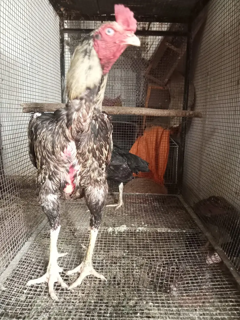 Pure Aseel Breeder Males - Sindhi Java & Mianwali Heera (2 Years) — photo 8