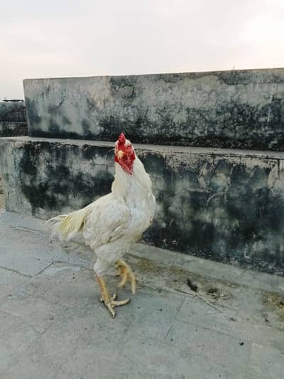 Pure Aseel Breeder Males - Sindhi Java & Mianwali Heera (2 Years)