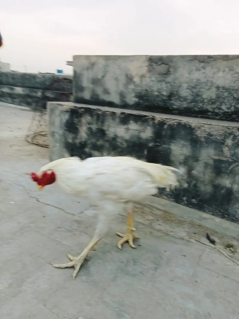 Pure Aseel Breeder Males - Sindhi Java & Mianwali Heera (2 Years) — photo 4