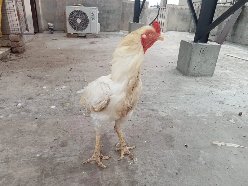Pure Aseel Breeder Males - Sindhi Java & Mianwali Heera (2 Years) — photo 2