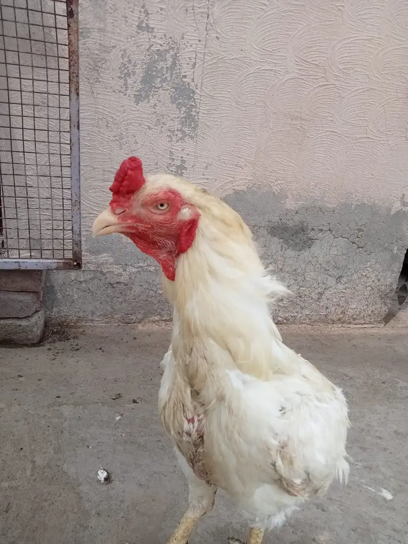 Pure Aseel Breeder Males - Sindhi Java & Mianwali Heera (2 Years) — photo 3