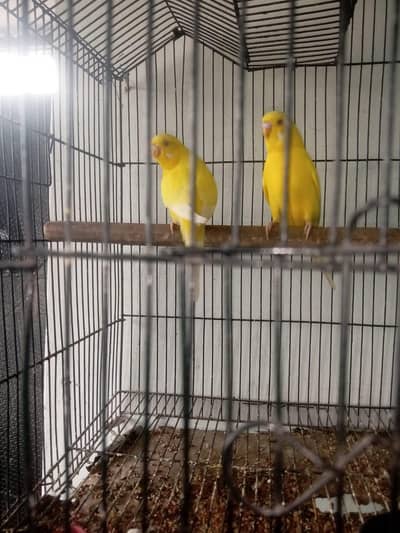 asstralian budgies parrot