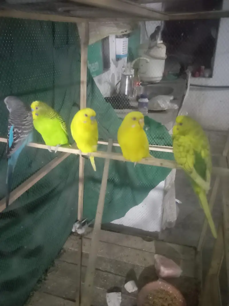 asstralian budgies parrot — photo 2