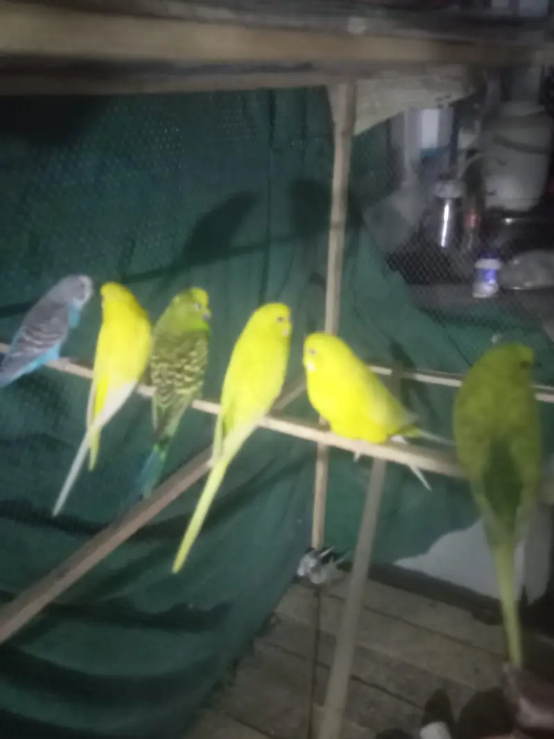 asstralian budgies parrot — photo 3