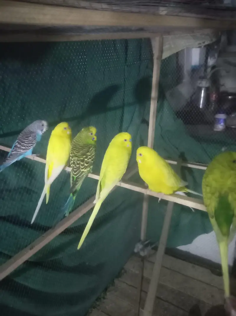 asstralian budgies parrot — photo 4