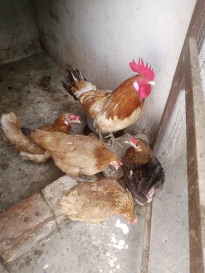 Desi rooster, healthy.