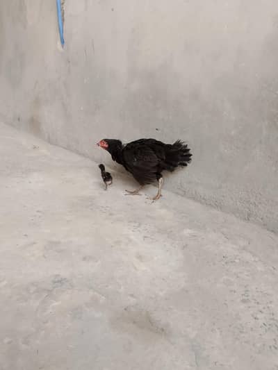 for sale hen