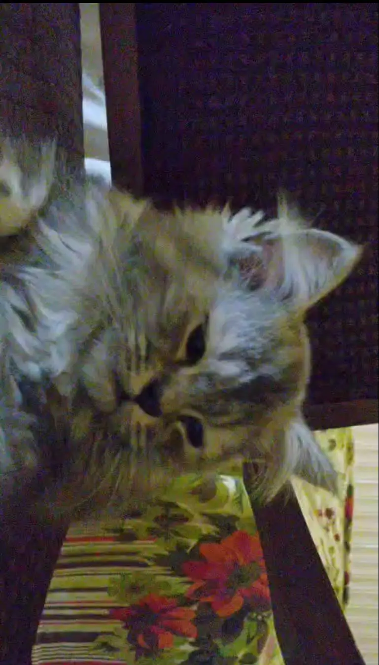 Vaccinated siberian triple coat cat for sale — photo 2
