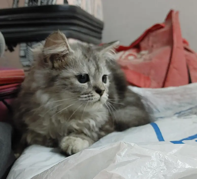Vaccinated siberian triple coat cat for sale — photo 3