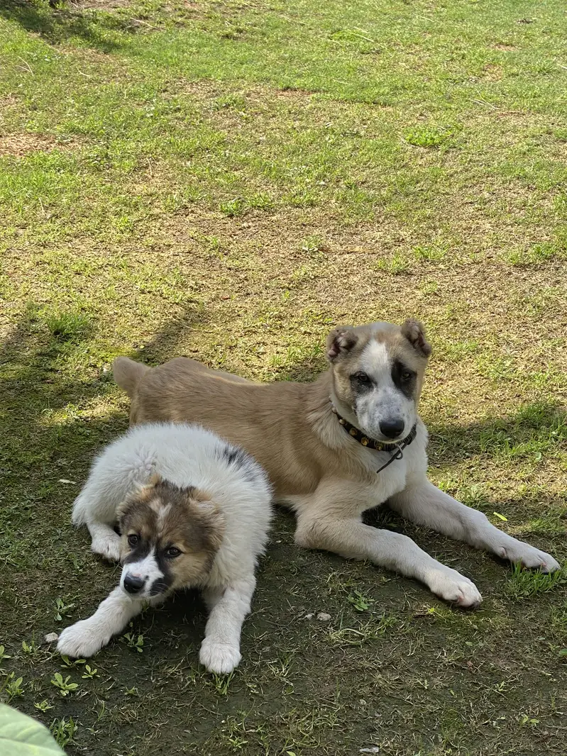 Alabai dog — photo 2
