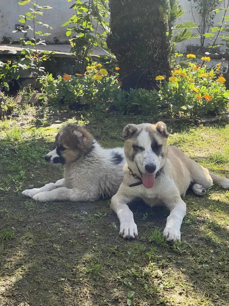 Alabai dog — photo 3