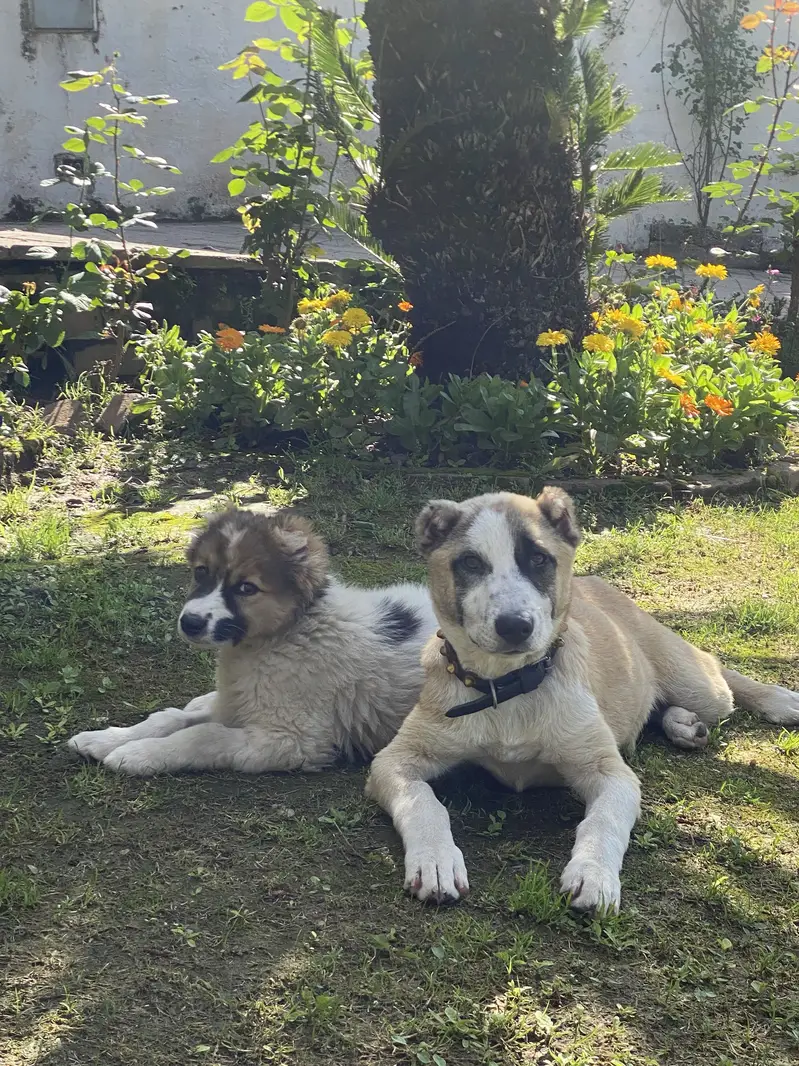 Alabai dog — photo 4