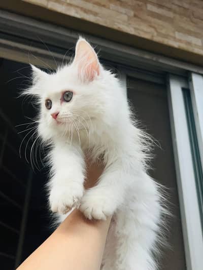 Persian kittens for sale