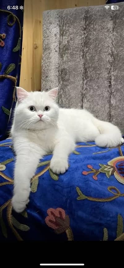 Pure Persian cat blue eyes healthy face healthy health