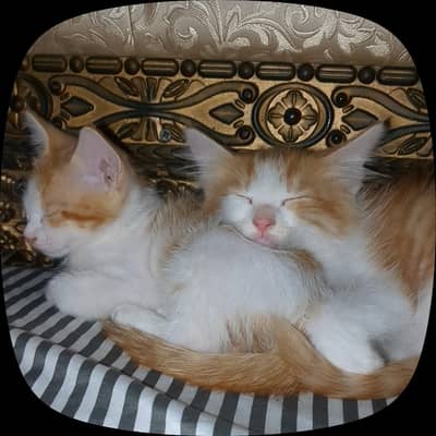 Twin orange kittens cats pets