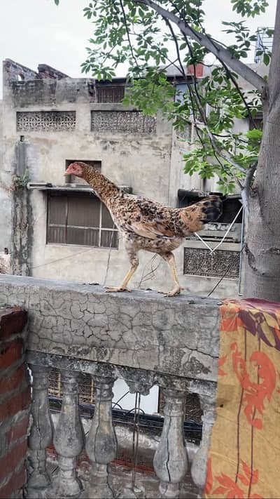 Egg laying pure Desi And Aseel Hen