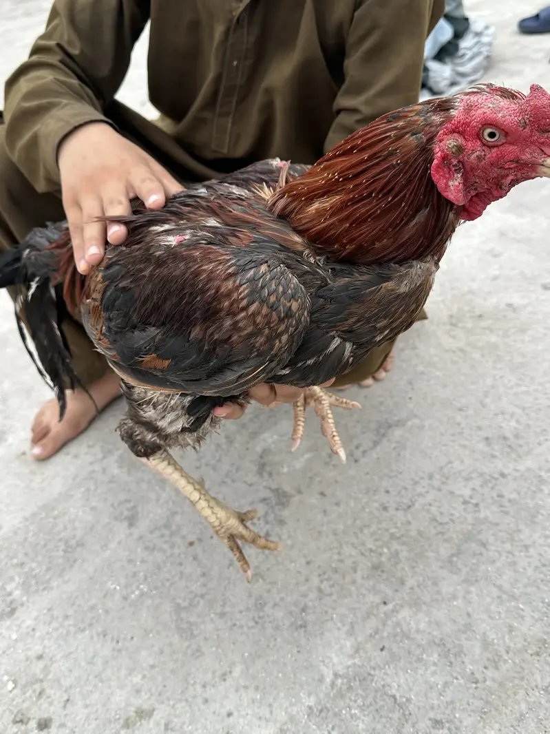 Aseel Gen — photo 3
