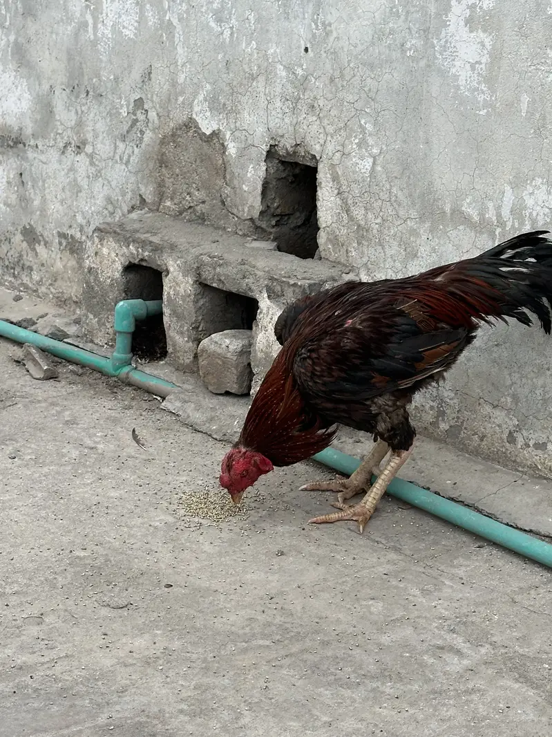 Aseel Gen — photo 4