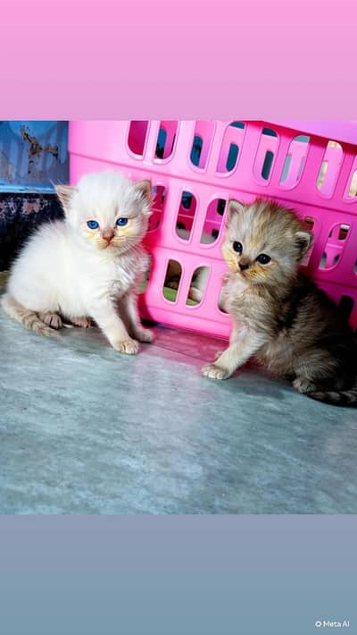 pure persian triple coated kitten