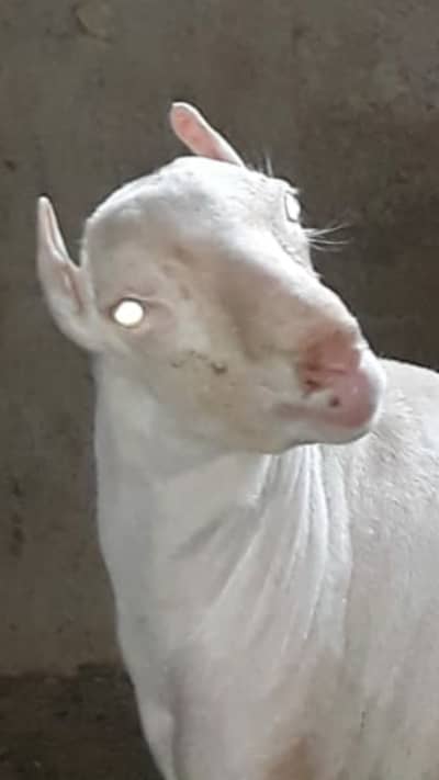 Premium Russian Teddy Male Goat | 14 Months | Pure White | White Eyes