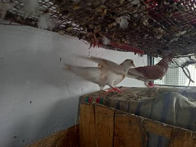 Fancy sherazi and brown white pigeons breeders for sale bhtreen nasal