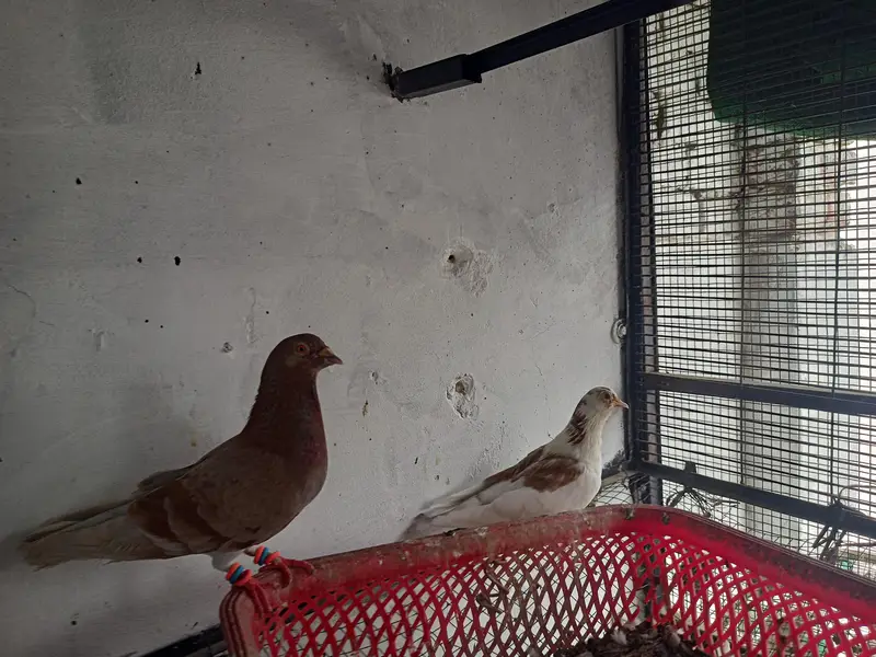 Fancy sherazi and brown white pigeons breeders for sale bhtreen nasal — photo 2