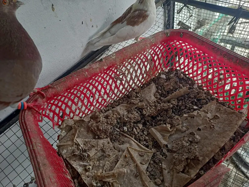 Fancy sherazi and brown white pigeons breeders for sale bhtreen nasal — photo 3