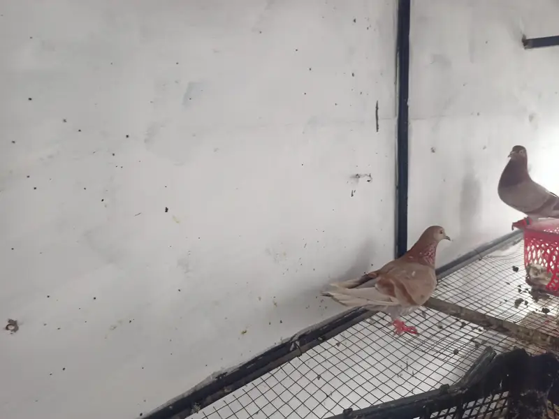 Fancy sherazi and brown white pigeons breeders for sale bhtreen nasal — photo 4