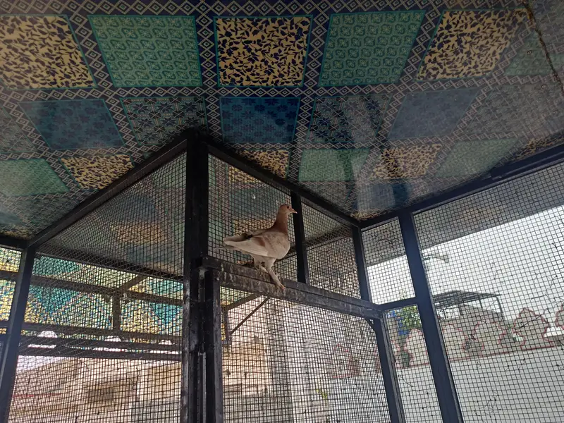 Fancy sherazi and brown white pigeons breeders for sale bhtreen nasal — photo 5
