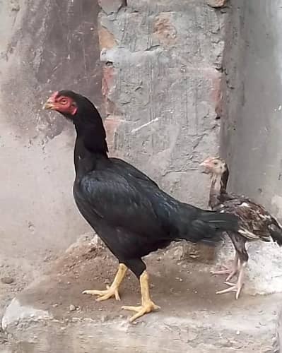 Birmi hen for sale