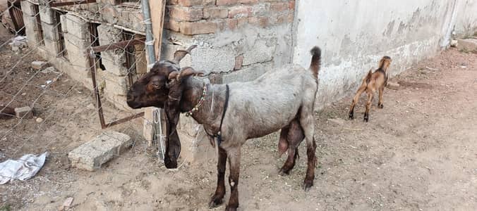 DDP GOAT WITH A MALE BABY
