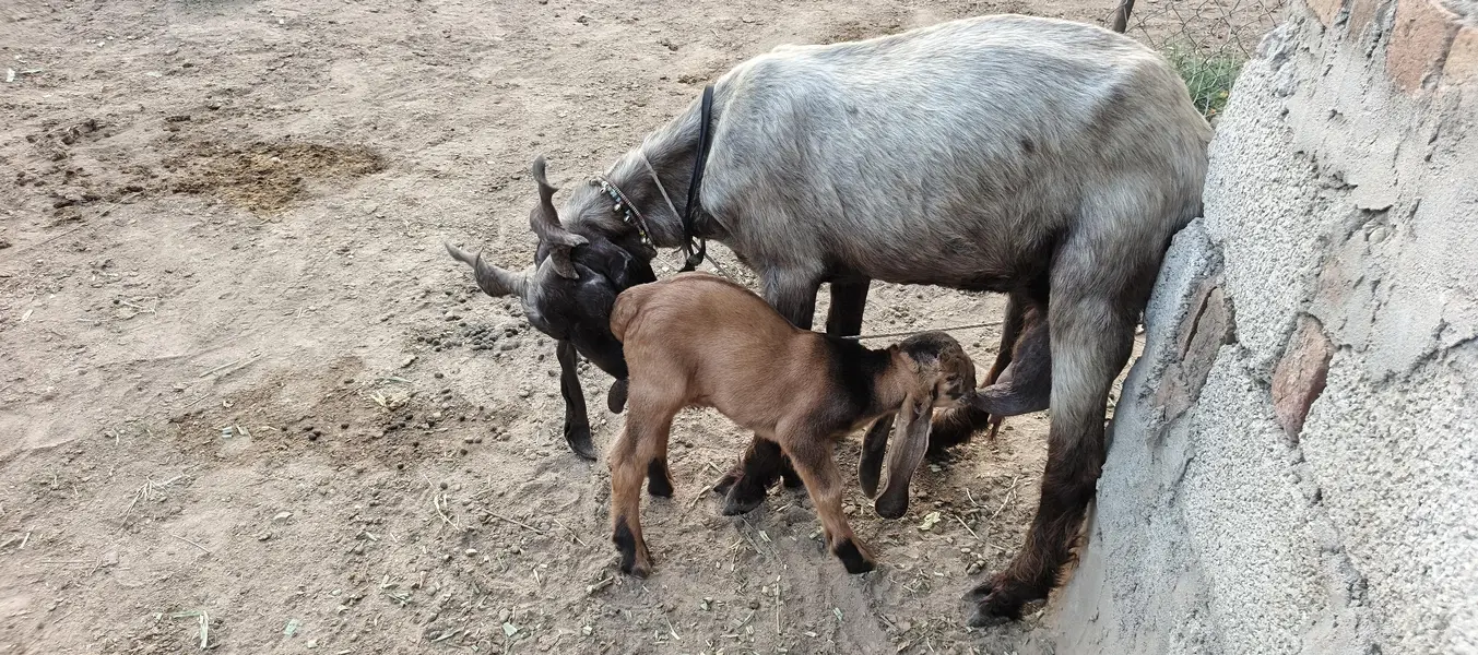 DDP GOAT WITH A MALE BABY — photo 2