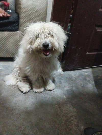 urgent sale Karna hai full white and lovely family dog
